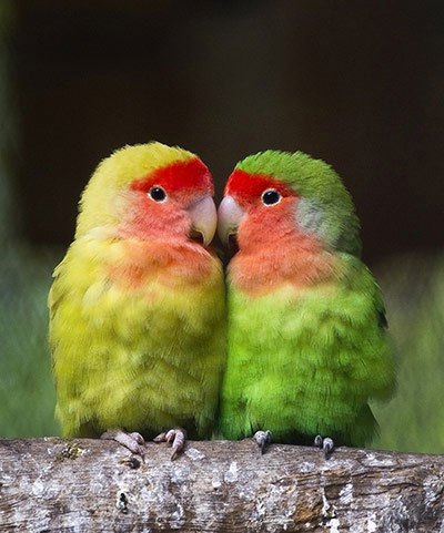 Hình nền chim vẹt đẹp sặc sỡ và đáng yêu nhất thế giới