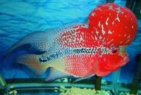 Nuôi cá La Hán thái đỏ, Cách kích đầu, kích màu mau bung đầu, lên màu cá La Hán